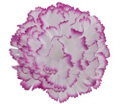 Umelý karafiát bielofialový 9 cm