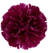 Umelý karafiát purpurový  9 cm
