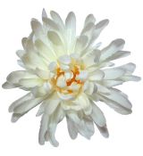 Umelá chryzantéma saténová krémová 17 cm