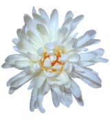 Umelá chryzantéma saténová biela 17 cm