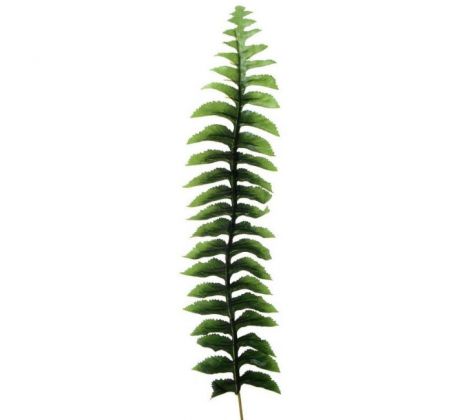 Papraď list - dl. 55 cm