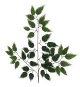 Ficus listy 63 cm