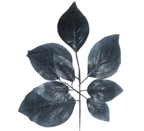Ficus listy čierne 45 cm
