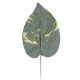 Hosta list 42 cm