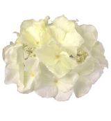 Umelá hortenzia krémová priemer 19 cm
