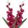 Umelá gladióla saténová burgundy 64 cm, pohľad zblízka