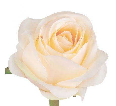 Umelá ruža saténová W705-04