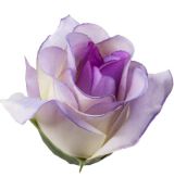 Umelá ruža saténová puk fialová 7 cm