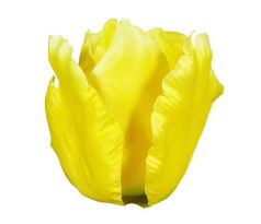 Umelý tulipán saténový W632-02