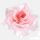 Umelá ruža francúzska ružová 13 cm