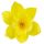 Umelý narcis žltý 12 cm