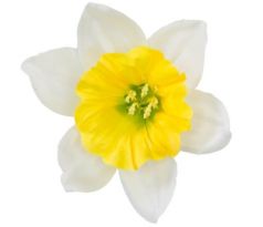 Umelý narcis bledožltý 12 cm