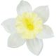 Umelý narcis maslový 12 cm