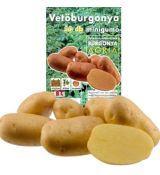 Holandské sadivo zemiakov AGRIA minihľuzy 50 ks