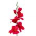 Umelá gladiola saténová červenozelená 54 cm