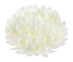 Umelá chryzantéma krémová 13 cm
