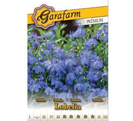 Lobelka drobná modrá - letnička pre husté výsadby