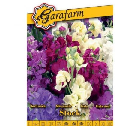 Fiala sivá zmes Stock - voňavá jednoročná rastlina pre záhony aj rez