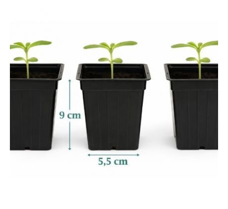 Kvetináč na priesadu 8 x 8 cm / 10 ks