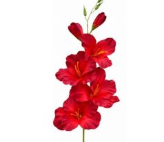 Umelá gladióla saténová červenočierna 54 cm