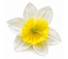 Narcis saténová hlavička bieložltá 10 cm