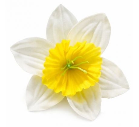 Narcis saténová hlavička bieložltá 10 cm