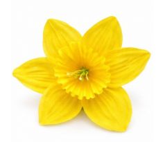 Narcis saténová hlavička žltá 10 cm