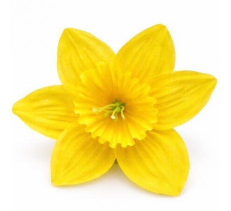Narcis saténová hlavička žltá 10 cm