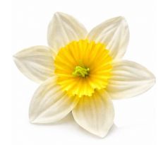 Narcis saténová hlavička svetložltá 10 cm