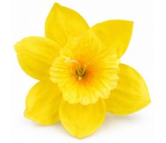 Umelý narcis žltý 12 cm