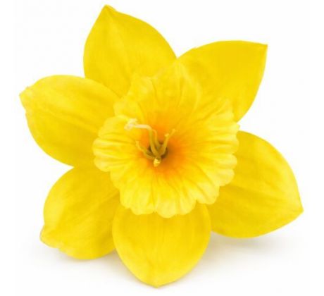 Umelý narcis žltý 12 cm