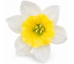 Umelý narcis bledožltý 12 cm