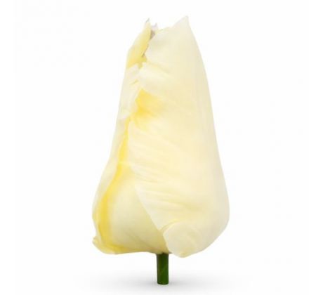 Umelý tulipán saténový krémový 9 cm