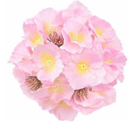 Umelá hortenzia ružová 17 cm