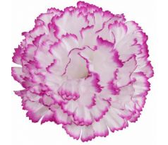 Umelý karafiát bielofialový 9 cm