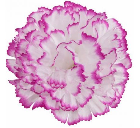 Umelý karafiát bielofialový 9 cm