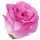 Umelá ruža puk W681-06
