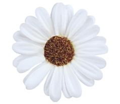 Umelá krasuľka biela 8 cm