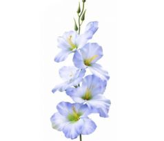 Umelá gladióla saténová modrá 54 cm