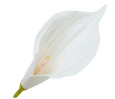 Umelá kala biela 16 cm